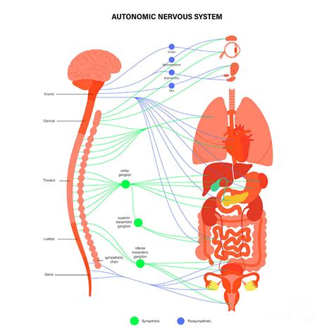 Autonomic Nervous System Photograph By Pikovit Science Photo Library