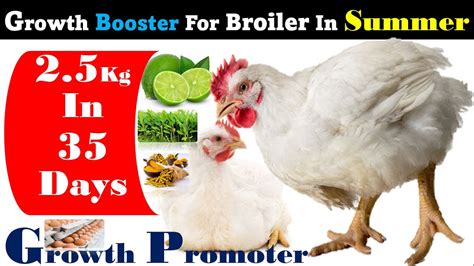 Growth Booster For Broiler In Summer Season How To Grow Broiler