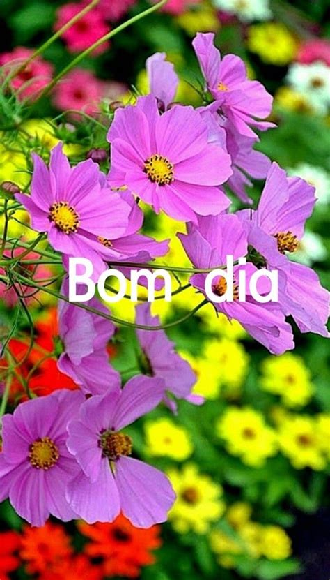 Pin De Sonia Maria Minas Em Bom Dia Bom Dia Flores Lindas