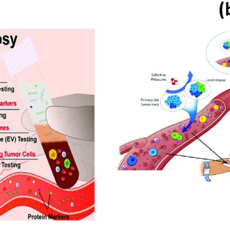 A Simplified Representation Of Liquid Biopsy 11 B The Concept And