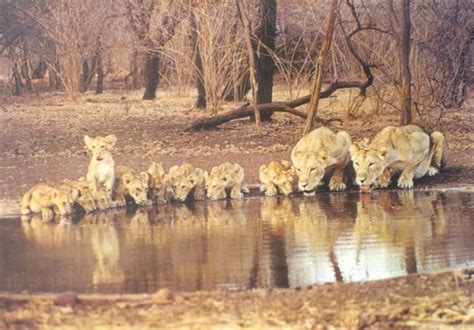 Gujarat Tourism: Gir National Park & Gir Lions Sanctuary