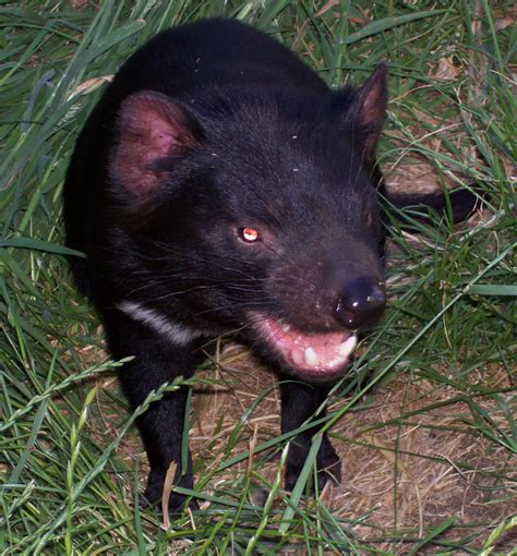 Tasmanian Wildlife - Groups Tasmania