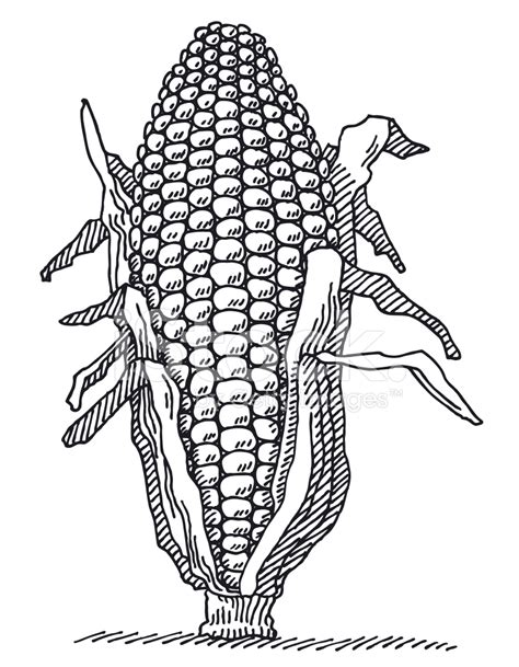 Corn Plant Drawing stock photos - FreeImages.com