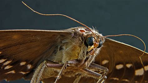 How To Get Rid of Moths and Prevent An Infestation | Pest Defence