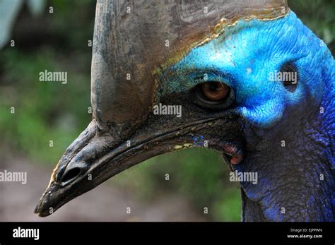 Cassowary Claw