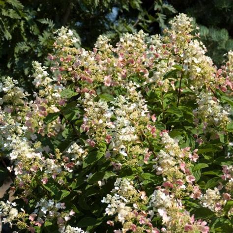 Pink Diamond Panicle Hydrangea