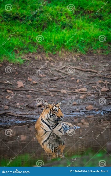 Male Tiger Cubs With Reflection At Ranthambore Tiger Reserve India