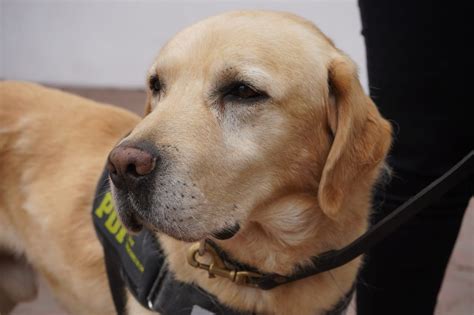 Despiden a Goliat perro policía con una destacada labor en la PDI