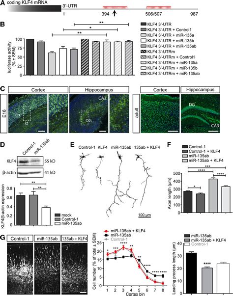 KLF4 Is A Functional Target For MiR 135a And MiR 135b During Axonal