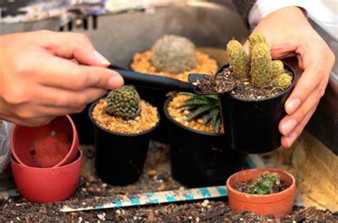 Consejos Expertos Para Cuidar Tus Cactus Y Mantenerlos Sanos Cactusmania