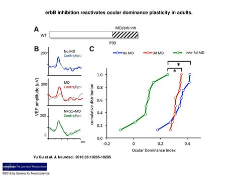 ErbB Inhibition Reactivates Ocular Dominance Plasticity In Adults