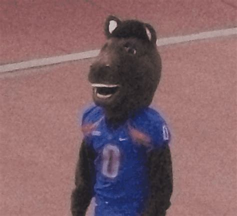 Buster Bronco (Boise State) - Wikiwand