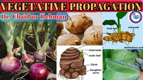 14 3 Natural Vegetative Propagation In Plants Bulbs Corms Rhizomes