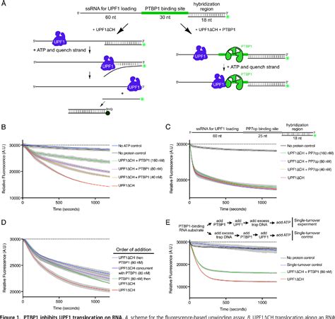 Figure 1 From The RNA Binding Protein PTBP1 Promotes ATPase Dependent