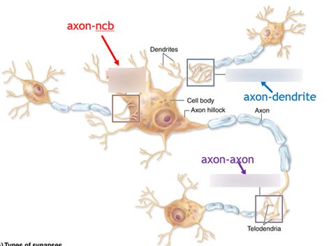 types of synapses Diagram | Quizlet