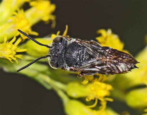 Coelioxys Octodentata Julie Metz Wetlands Woodbridge Vi Flickr