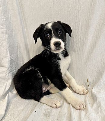 Phoenix AZ Border Collie Mixed Breed Medium Meet Almond Joy A Pet