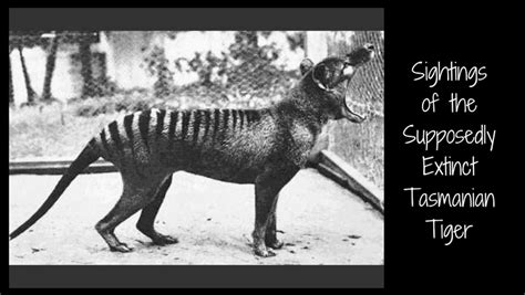 Evidence the supposedly extinct Tasmanian tiger survived - Alltop Viral