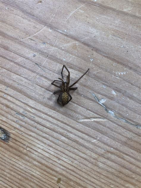 Why Do I Keep Finding Dead Spiders In My House at Lindy Rossi blog