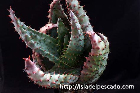 isla del pescado-多肉植物-ユリ科-Aloe peglerae