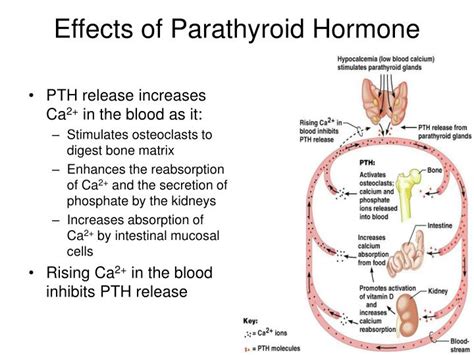 PPT The Endocrine System PowerPoint Presentation ID 6907239