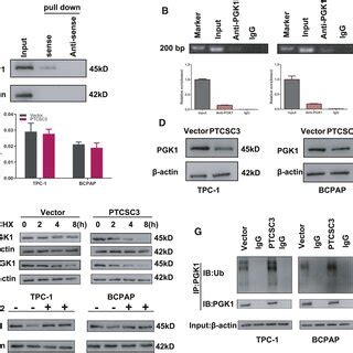 Ptcsc Interacts With And Promotes Pgk Degradation Via Ubiquitination