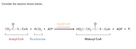 Solved The Enzyme Acetyl Coa Carboxylase Couples The Ther