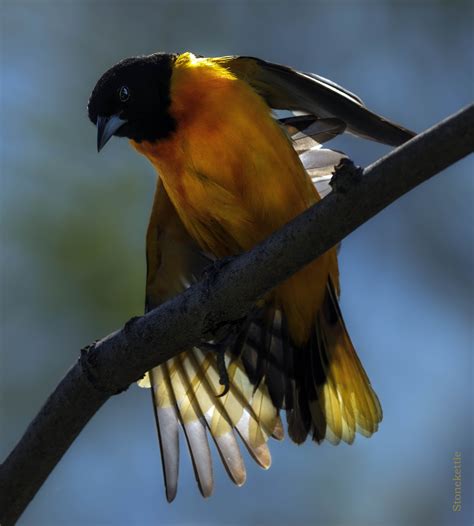 Graveyard Dog 💀💀💀 on Twitter: "@Stonekettle How do you know it's from