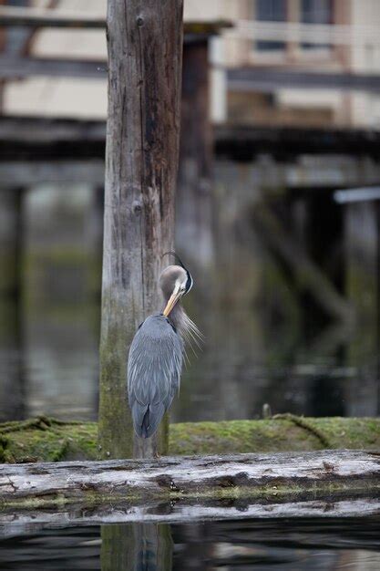 Premium Photo Great Blue Heron Preening And Cleaning Its Feathers