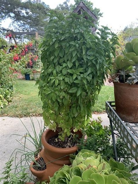 How To Grow Big Basil Plant Like A Shrub For Unlimited Harvest