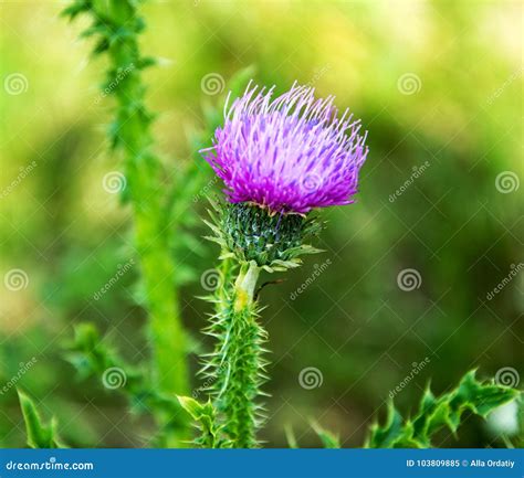 Weed Fluffy Bright Pink Thorn With Sharp Needles Stock Image Image Of