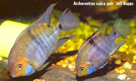 T Bar Cichlid Sajica