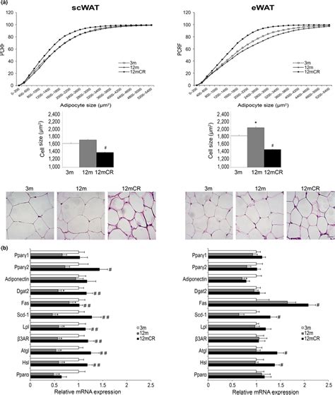 Morphology Of Adipocytes And Expression Of Adipose Markers In