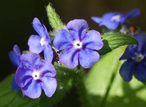 Green Alkanet (Pentaglottis sempervirens)