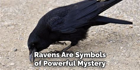 Raven Spiritual Meaning, Symbolism and Totem | Explained (2024)