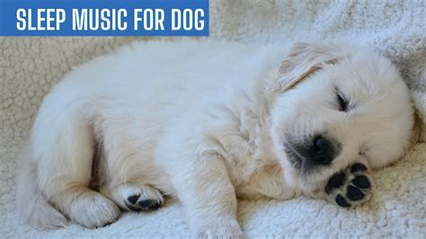 Relaxing Music For Dogs To Sleep Calming Music For Dog Dog Anxiety