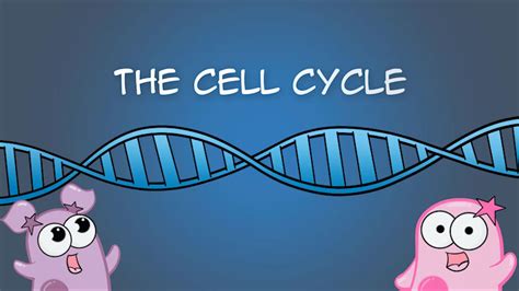 Amoeba Sisters Cell Cycle And Cancer Worksheet