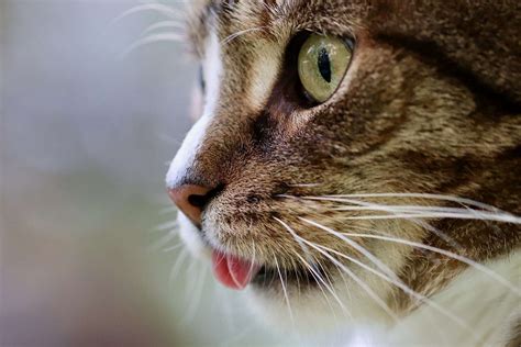 Why Do Cats Stick Their Tongue Out Mind Blowing Secrets Revealed