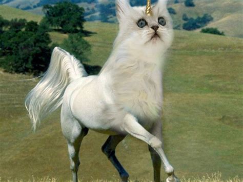 Psbattle Unicat Unicorncat Hybrid Rphotoshopbattles