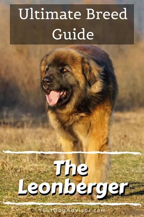 The Leonberger Ultimate Breed Information Guide Your Dog Advisor