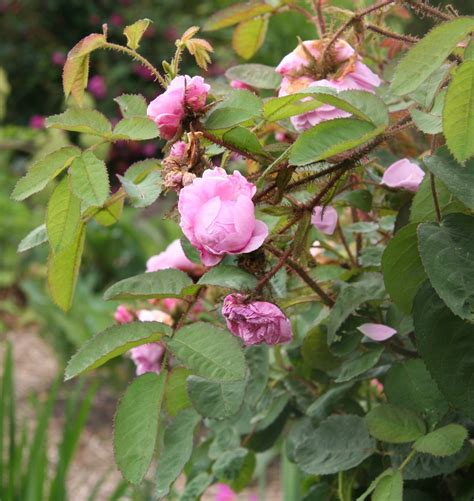 Rosa De Castilla Aromática Rosa Gallica 2 Plantas Meses Sin Intereses