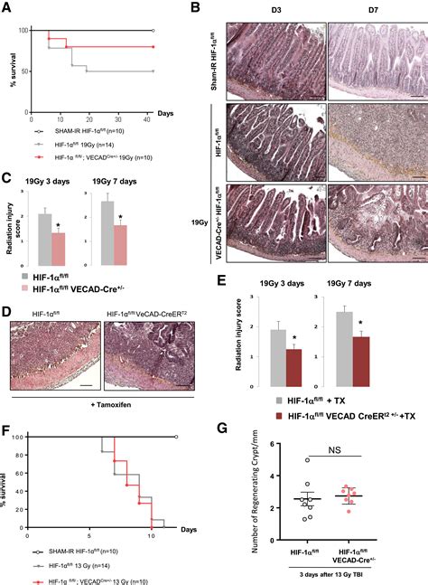 HIF 1α Deletion in the Endothelium but Not in the Epithelium Protects