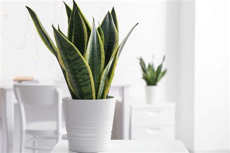 Indoor Tropical Plants Benefit Your Home