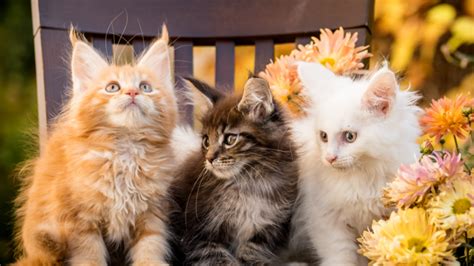 Maine Coon Colors: The Most Popular Colors And Patterns