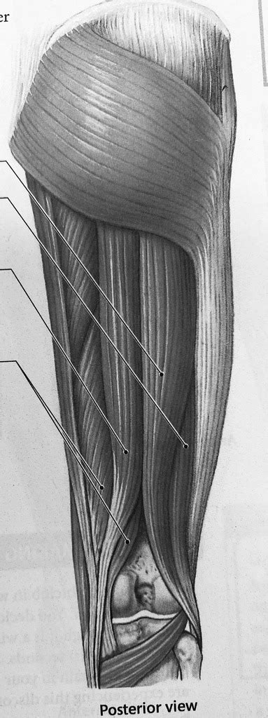 Hamstrings Diagram Quizlet