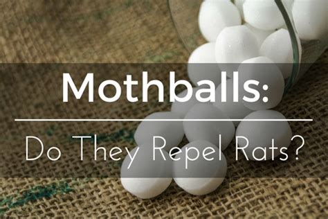 Do Moth Balls Repel Mice