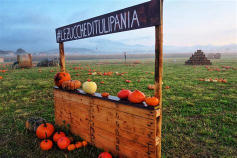 Campi Di Zucche Di Halloween Pumpkins Patch In Italia Via Al