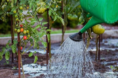 Arrosage Des Tomates Au Potager Quand Et Comment Arroser