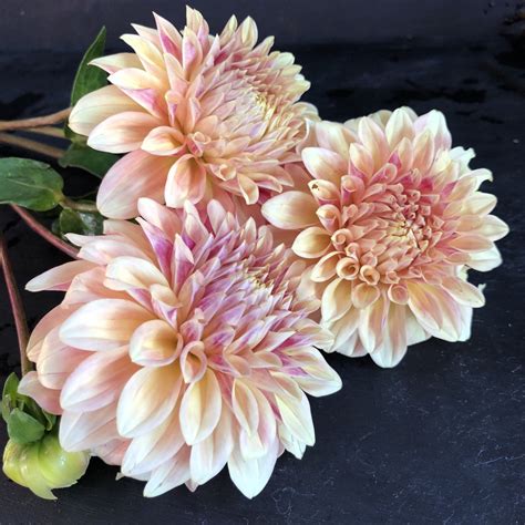 Dahlia Tubers — Goldenrod Gardens