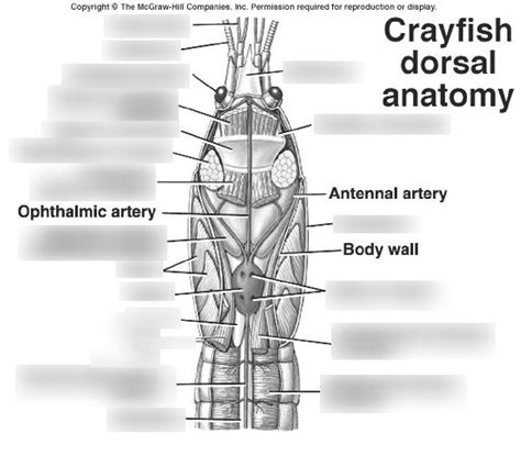 Crayfish Dorsal Anatomy Diagram Quizlet